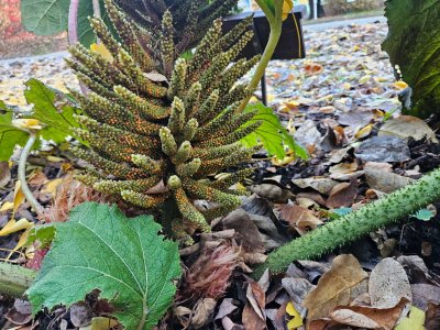 Gunnera manicata barota rukávovitá - květ před zimou